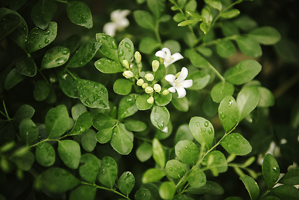 포토 JPG 식물 자연 실내 근접촬영 사람없음 초록색 봄 식물원 온실 오렌지자스민 국내포토 계절 뷰포인트 컬러 내부 생태계 재스민 파일형식