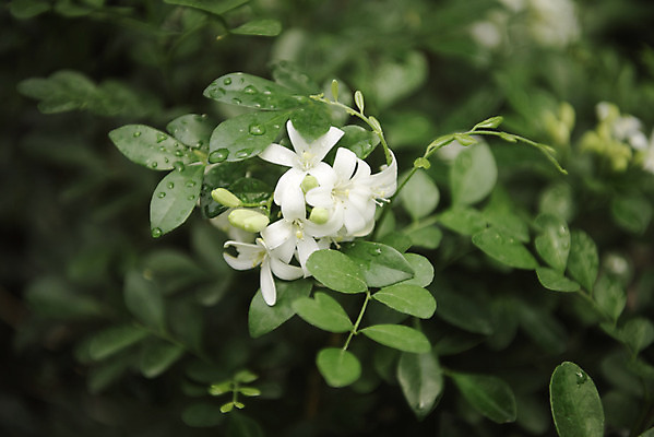 포토 JPG 식물 자연 실내 근접촬영 사람없음 초록색 봄 식물원 온실 오렌지자스민 국내포토 계절 뷰포인트 컬러 내부 생태계 재스민 파일형식