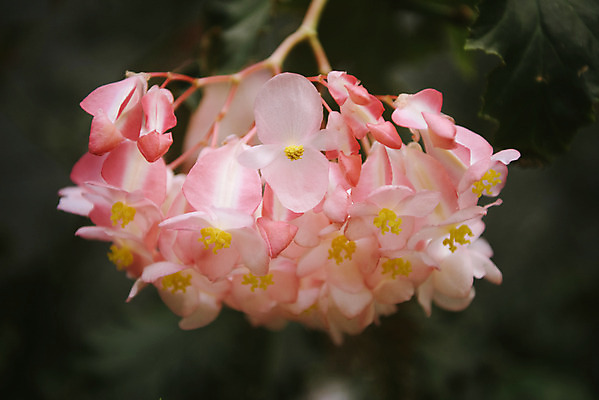 포토 JPG 식물 분홍색 자연 실내 근접촬영 사람없음 봄 식물원 온실 목베고니아 국내포토 계절 뷰포인트 컬러 내부 생태계 베고니아 파일형식