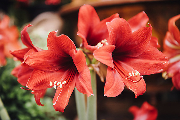 포토 JPG 식물 자연 실내 근접촬영 사람없음 빨간색 봄 식물원 아마릴리스 온실 국내포토 계절 꽃 뷰포인트 컬러 내부 생태계 파일형식