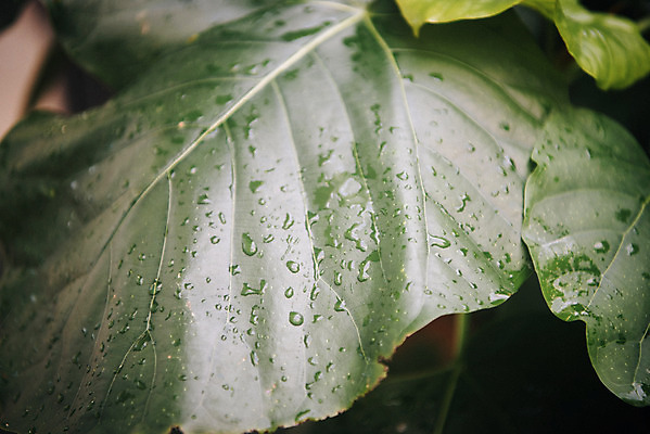 포토 JPG 식물 잎 자연 실내 근접촬영 사람없음 초록색 봄 물방울 식물원 온실 국내포토 계절 뷰포인트 컬러 내부 생태계 파일형식