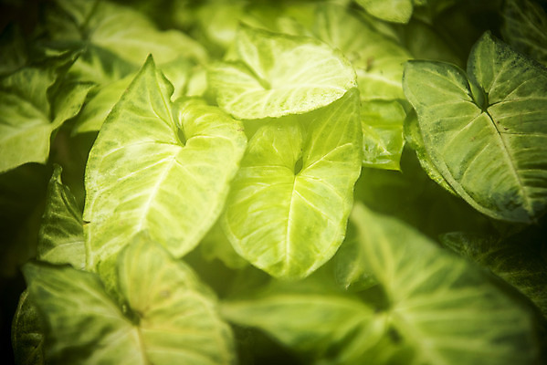 포토 JPG 식물 화초 잎 자연 실내 근접촬영 사람없음 초록색 봄 식물원 온실 국내포토 계절 뷰포인트 컬러 내부 생태계 파일형식