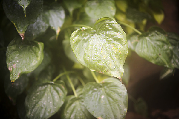 포토 JPG 식물 화초 잎 자연 실내 근접촬영 사람없음 초록색 봄 식물원 온실 국내포토 계절 뷰포인트 컬러 내부 생태계 파일형식