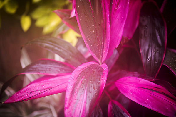 포토 JPG 식물 분홍색 자연 실내 근접촬영 사람없음 봄 식물원 온실 홍죽 국내포토 계절 뷰포인트 컬러 내부 생태계 파일형식