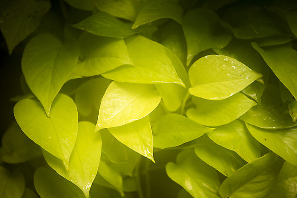 포토 JPG 식물 무료이미지 자연 실내 근접촬영 사람없음 초록색 봄 식물원 비네팅 스킨답서스 온실 국내포토 계절 뷰포인트 컬러 촬영기법 내부 생태계 파일형식