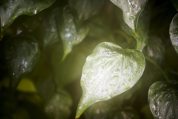 포토 JPG 식물 화초 잎 자연 실내 근접촬영 사람없음 초록색 봄 물방울 식물원 온실 국내포토 계절 뷰포인트 컬러 내부 생태계 파일형식