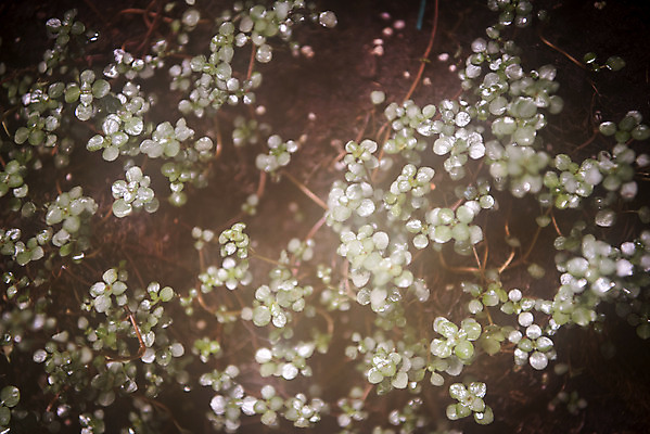 포토 JPG 식물 잎 자연 실내 근접촬영 사람없음 봄 연못 식물원 온실 국내포토 계절 뷰포인트 내부 생태계 파일형식