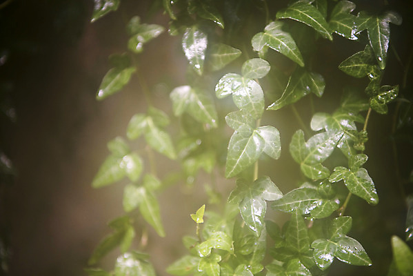 포토 JPG 식물 자연 실내 근접촬영 사람없음 초록색 봄 식물원 아이비 온실 국내포토 계절 뷰포인트 컬러 내부 생태계 파일형식