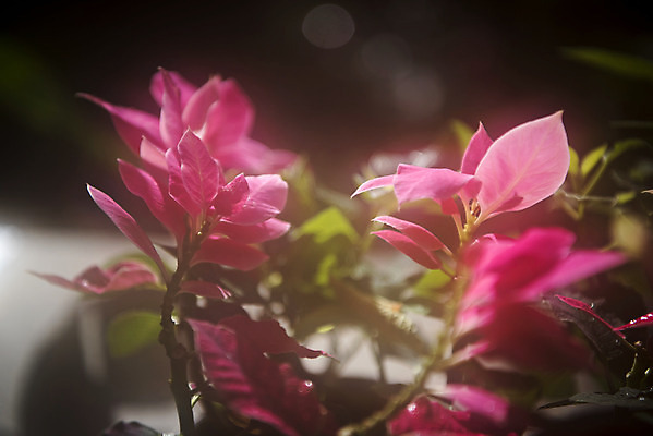 포토 JPG 식물 분홍색 자연 실내 근접촬영 사람없음 봄 식물원 시클라멘 온실 국내포토 계절 꽃 뷰포인트 컬러 내부 생태계 파일형식