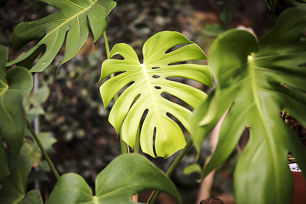 포토 JPG 식물 자연 실내 근접촬영 사람없음 초록색 봄 식물원 몬스테라 온실 국내포토 계절 뷰포인트 컬러 내부 생태계 파일형식