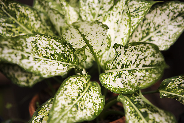 포토 JPG 식물 화초 잎 자연 실내 근접촬영 사람없음 초록색 봄 식물원 온실 국내포토 계절 뷰포인트 컬러 내부 생태계 파일형식