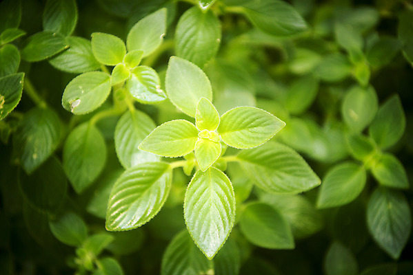 포토 JPG 식물 잎 자연 실내 근접촬영 사람없음 초록색 봄 식물원 애플민트 온실 국내포토 계절 뷰포인트 컬러 내부 민트 생태계 파일형식