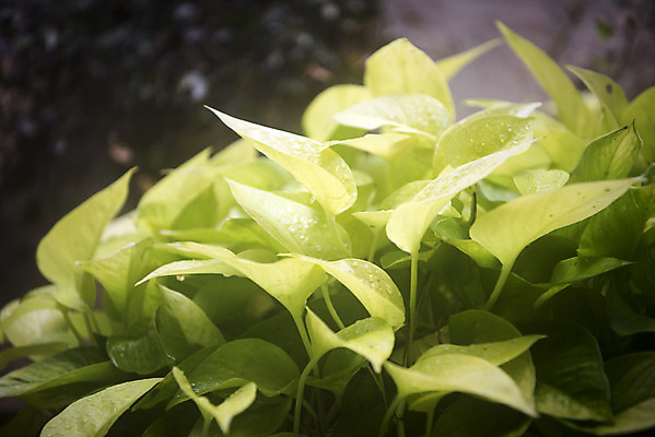 포토 JPG 식물 잎 자연 실내 근접촬영 사람없음 초록색 봄 식물원 스킨답서스 온실 국내포토 계절 뷰포인트 컬러 내부 생태계 파일형식