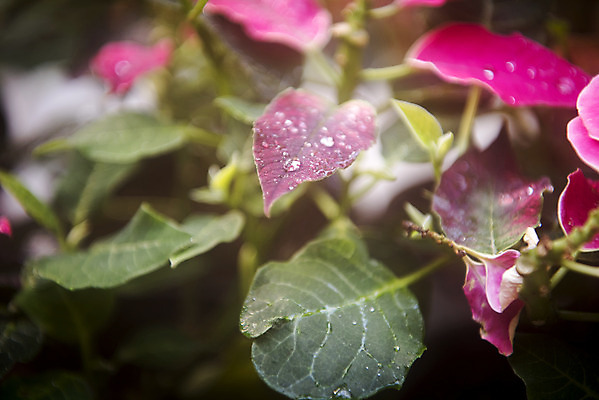 포토 JPG 식물 분홍색 잎 자연 실내 근접촬영 사람없음 봄 물방울 열대식물 식물원 온실 국내포토 계절 뷰포인트 컬러 내부 생태계 파일형식