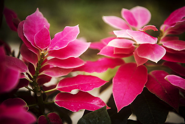 포토 JPG 식물 분홍색 자연 실내 근접촬영 사람없음 봄 식물원 시클라멘 온실 국내포토 계절 꽃 뷰포인트 컬러 내부 생태계 파일형식