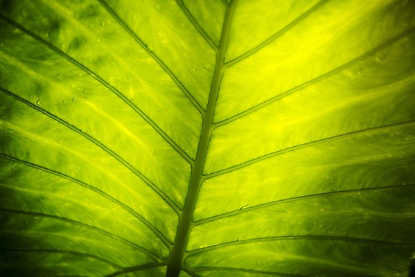 포토 JPG 식물 잎 자연 실내 근접촬영 사람없음 초록색 봄 식물원 잎맥 온실 휘커스움베라타 국내포토 계절 뷰포인트 컬러 내부 생태계 파일형식