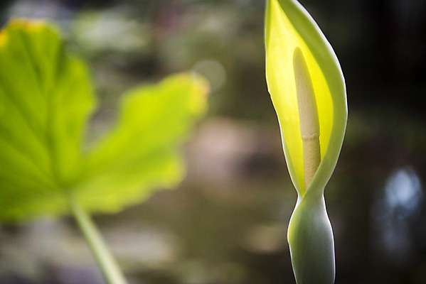 포토 JPG 식물 잎 자연 실내 근접촬영 사람없음 아웃포커스 초록색 봄 식물원 온실 알로카시아 국내포토 계절 뷰포인트 컬러 촬영기법 내부 생태계 파일형식