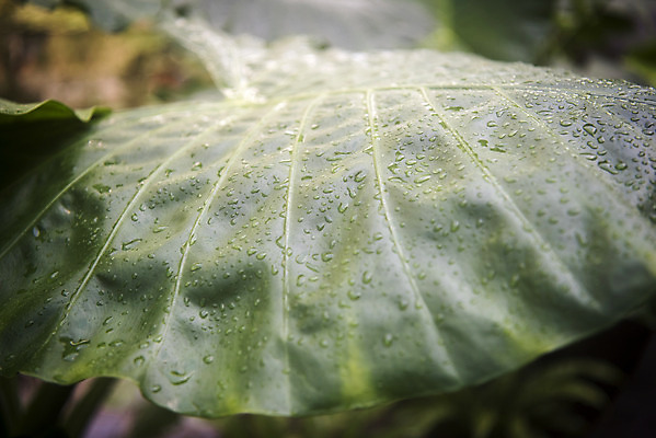 포토 JPG 식물 자연 실내 근접촬영 사람없음 초록색 봄 물방울 식물원 잎맥 온실 휘커스움베라타 국내포토 계절 뷰포인트 컬러 잎 내부 생태계 파일형식