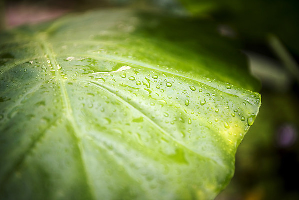 포토 JPG 식물 자연 실내 근접촬영 사람없음 초록색 봄 물방울 식물원 잎맥 온실 휘커스움베라타 국내포토 계절 뷰포인트 컬러 잎 내부 생태계 파일형식