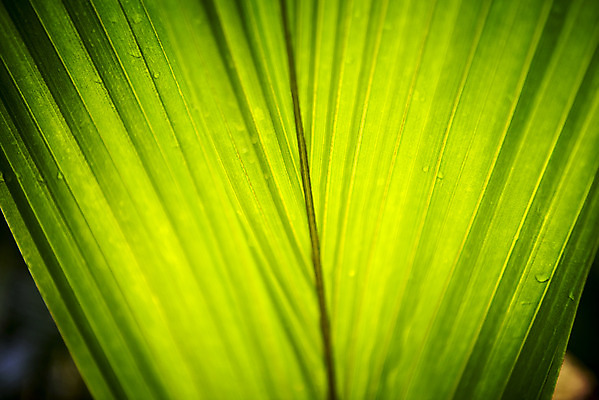 포토 JPG 식물 잎 자연 실내 근접촬영 사람없음 초록색 봄 식물원 온실 국내포토 계절 뷰포인트 컬러 내부 생태계 파일형식