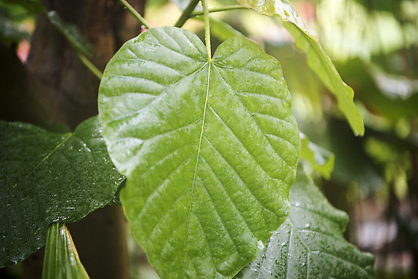 포토 JPG 식물 잎 자연 실내 근접촬영 사람없음 초록색 봄 식물원 온실 휘커스움베라타 국내포토 계절 뷰포인트 컬러 내부 생태계 파일형식