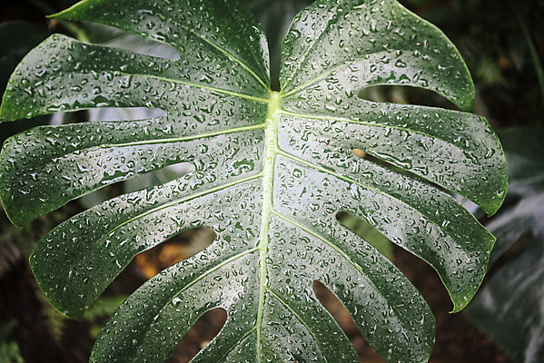 포토 JPG 식물 잎 자연 실내 근접촬영 사람없음 초록색 봄 물방울 식물원 몬스테라 온실 국내포토 계절 뷰포인트 컬러 내부 생태계 파일형식