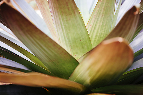 포토 JPG 식물 자연 실내 근접촬영 사람없음 초록색 봄 열대식물 식물원 온실 몬타나용설란 국내포토 계절 뷰포인트 컬러 내부 생태계 용설란 파일형식