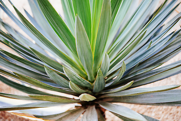 포토 JPG 식물 자연 실내 근접촬영 사람없음 초록색 봄 열대식물 식물원 온실 천수란 국내포토 계절 뷰포인트 컬러 내부 생태계 파일형식