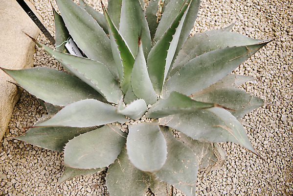 포토 JPG 식물 자연 실내 근접촬영 사람없음 초록색 봄 조약돌 열대식물 식물원 온실 용설란 국내포토 계절 뷰포인트 컬러 내부 돌_바위 생태계 파일형식