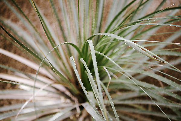 포토 JPG 식물 자연 실내 근접촬영 사람없음 초록색 봄 열대식물 식물원 온실 국내포토 계절 뷰포인트 컬러 내부 생태계 파일형식