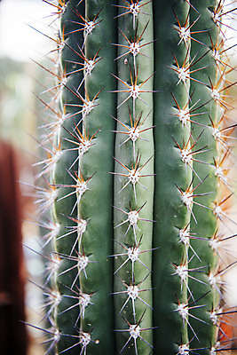 포토 JPG 식물 자연 실내 근접촬영 사람없음 초록색 봄 가시 식물원 온실 변경주선인장 국내포토 계절 뷰포인트 컬러 선인장 내부 생태계 파일형식