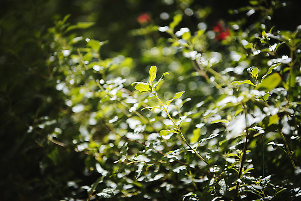 포토 JPG 식물 잎 자연 실내 근접촬영 사람없음 초록색 봄 식물원 온실 국내포토 계절 뷰포인트 컬러 내부 생태계 파일형식