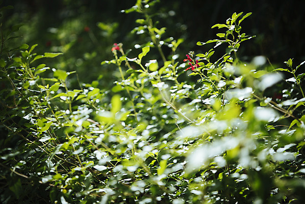 포토 JPG 식물 잎 자연 실내 근접촬영 사람없음 아웃포커스 초록색 봄 식물원 온실 국내포토 계절 뷰포인트 컬러 촬영기법 내부 생태계 파일형식