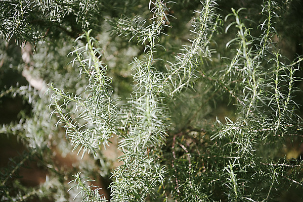 포토 JPG 식물 자연 실내 근접촬영 사람없음 초록색 봄 식물원 로즈메리 온실 국내포토 계절 뷰포인트 컬러 내부 허브 생태계 파일형식