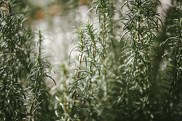 포토 JPG 식물 자연 실내 근접촬영 사람없음 초록색 봄 식물원 로즈메리 온실 국내포토 계절 뷰포인트 컬러 내부 허브 생태계 파일형식
