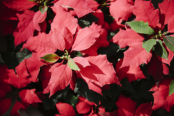 포토 JPG 식물 잎 자연 실내 근접촬영 사람없음 빨간색 봄 식물원 포인세티아 온실 국내포토 계절 꽃 뷰포인트 컬러 내부 생태계 파일형식