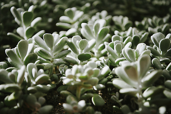 포토 JPG 식물 자연 실내 근접촬영 사람없음 초록색 봄 식물원 다육식물 온실 국내포토 계절 뷰포인트 컬러 내부 생태계 파일형식