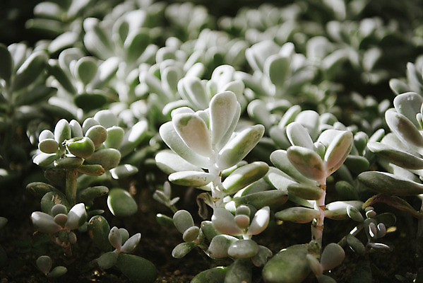 포토 JPG 식물 자연 실내 근접촬영 사람없음 초록색 봄 식물원 다육식물 온실 국내포토 계절 뷰포인트 컬러 내부 생태계 파일형식