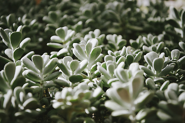 포토 JPG 식물 자연 실내 근접촬영 사람없음 초록색 봄 식물원 다육식물 온실 국내포토 계절 뷰포인트 컬러 내부 생태계 파일형식