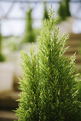 포토 JPG 식물 자연 실내 근접촬영 사람없음 아웃포커스 초록색 봄 식물원 온실 율마 국내포토 계절 뷰포인트 컬러 촬영기법 내부 생태계 파일형식