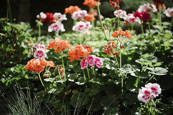 포토 JPG 식물 꽃 자연 실내 근접촬영 사람없음 초록색 봄 식물원 온실 국내포토 계절 뷰포인트 컬러 내부 생태계 파일형식