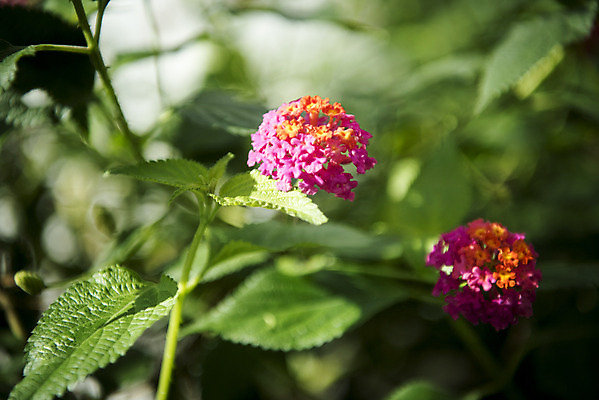 포토 JPG 식물 자연 실내 근접촬영 사람없음 아웃포커스 초록색 봄 식물원 란타나 온실 국내포토 계절 꽃 뷰포인트 컬러 촬영기법 내부 생태계 파일형식