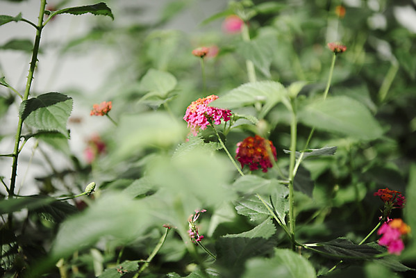 포토 JPG 식물 자연 실내 근접촬영 사람없음 아웃포커스 초록색 봄 식물원 란타나 온실 국내포토 계절 꽃 뷰포인트 컬러 촬영기법 내부 생태계 파일형식
