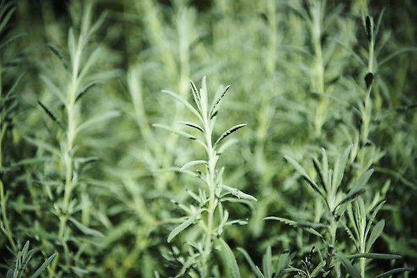 포토 JPG 식물 자연 실내 근접촬영 사람없음 아웃포커스 초록색 봄 식물원 로즈메리 온실 국내포토 계절 뷰포인트 컬러 촬영기법 내부 허브 생태계 파일형식