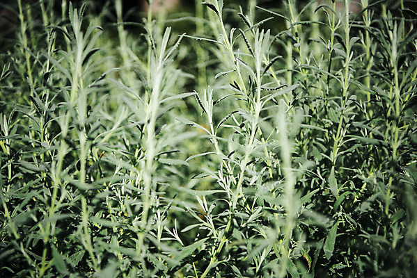 포토 JPG 식물 자연 실내 근접촬영 사람없음 아웃포커스 초록색 봄 식물원 로즈메리 온실 국내포토 계절 뷰포인트 컬러 촬영기법 내부 허브 생태계 파일형식