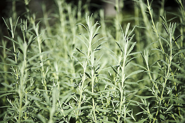 포토 JPG 식물 자연 실내 근접촬영 사람없음 아웃포커스 초록색 봄 식물원 로즈메리 온실 국내포토 계절 뷰포인트 컬러 촬영기법 내부 허브 생태계 파일형식