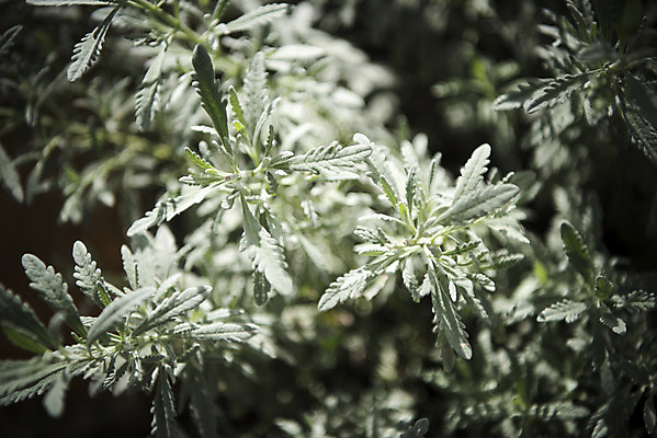 포토 JPG 식물 자연 실내 근접촬영 사람없음 초록색 봄 식물원 로즈메리 온실 국내포토 계절 뷰포인트 컬러 내부 허브 생태계 파일형식