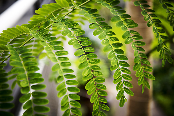 포토 JPG 식물 잎 자연 실내 근접촬영 사람없음 아웃포커스 초록색 봄 식물원 온실 시나몬베룸 국내포토 계절 뷰포인트 컬러 촬영기법 내부 생태계 시나몬 파일형식