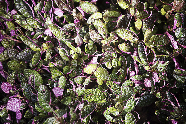 포토 JPG 식물 잎 자연 실내 근접촬영 사람없음 초록색 봄 식물원 온실 국내포토 계절 뷰포인트 컬러 내부 생태계 파일형식