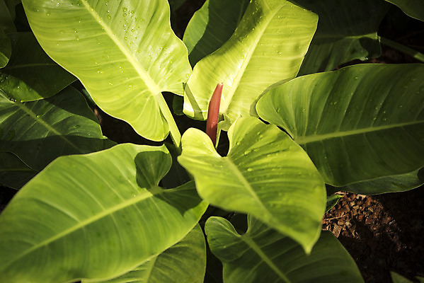 포토 JPG 식물 잎 자연 실내 근접촬영 사람없음 초록색 봄 물방울 식물원 온실 국내포토 계절 뷰포인트 컬러 내부 생태계 파일형식